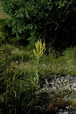 BUITEN BEELD Foto: 448442