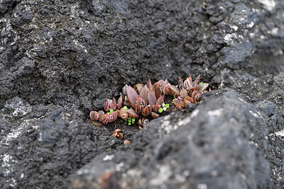 BUITEN BEELD Foto: 448444
