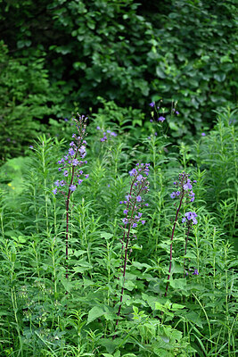 BUITEN BEELD Foto: 448450