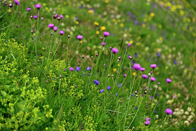 BUITEN BEELD Foto: 448453