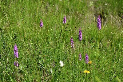BUITEN BEELD Foto: 448460