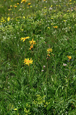 BUITEN BEELD Foto: 448470