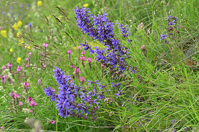 BUITEN BEELD Foto: 448471