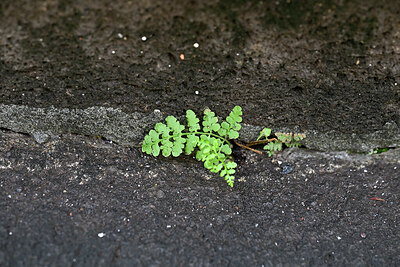 BUITEN BEELD Foto: 448475