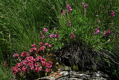 BUITEN BEELD Foto: 448476