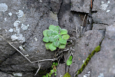 BUITEN BEELD Foto: 448478