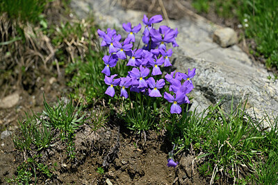BUITEN BEELD Foto: 448491