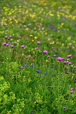 BUITEN BEELD Foto: 448497