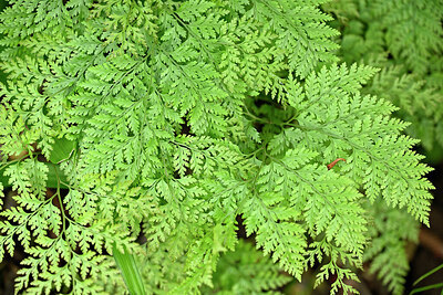 BUITEN BEELD Foto: 448501