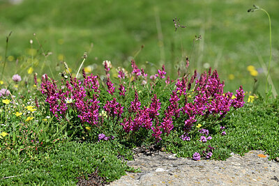 BUITEN BEELD Foto: 448507