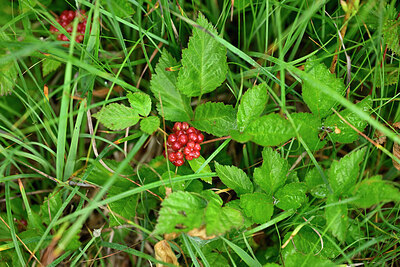 BUITEN BEELD Foto: 448508