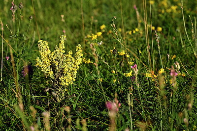 BUITEN BEELD Foto: 448516