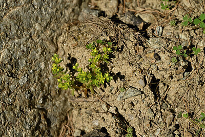 BUITEN BEELD Foto: 448517
