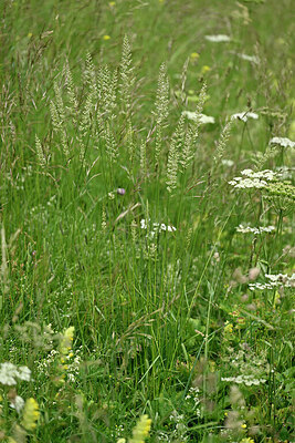 BUITEN BEELD Foto: 448521