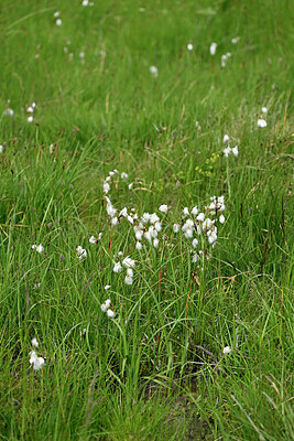 BUITEN BEELD Foto: 448523