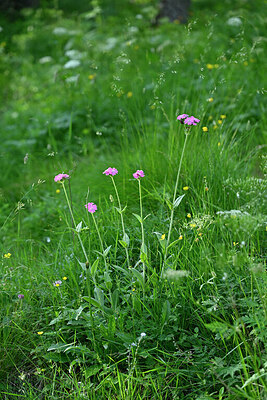 BUITEN BEELD Foto: 448525