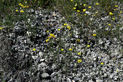 BUITEN BEELD Foto: 448527