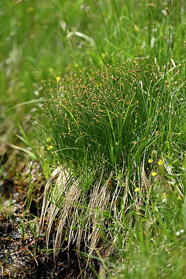 BUITEN BEELD Foto: 448529