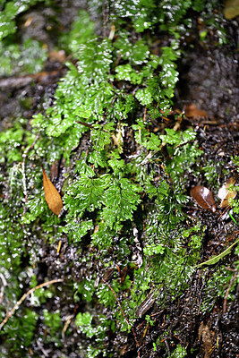 BUITEN BEELD Foto: 448530