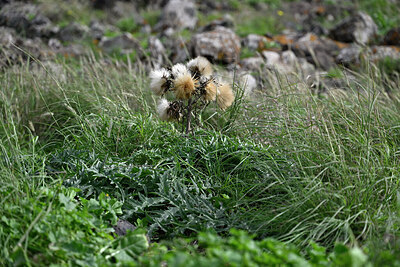 BUITEN BEELD Foto: 448538