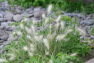 BUITEN BEELD Foto: 448539