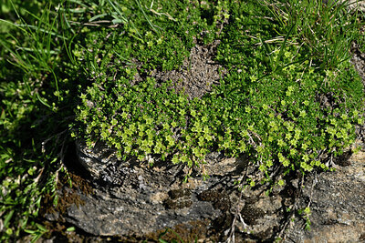 BUITEN BEELD Foto: 448540