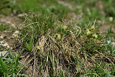 BUITEN BEELD Foto: 448544
