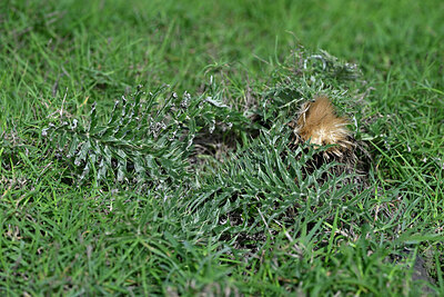 BUITEN BEELD Foto: 448553