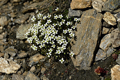 BUITEN BEELD Foto: 448556