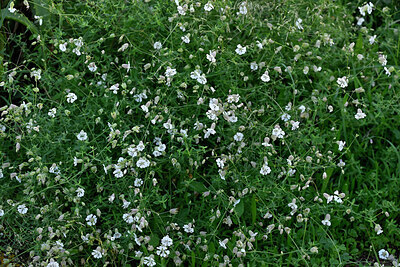 BUITEN BEELD Foto: 448557