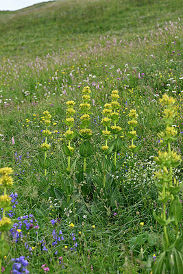 BUITEN BEELD Foto: 448572