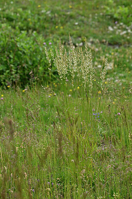 BUITEN BEELD Foto: 448576