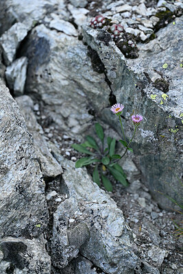 BUITEN BEELD Foto: 448577