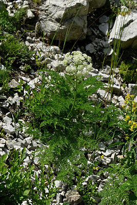 BUITEN BEELD Foto: 448585