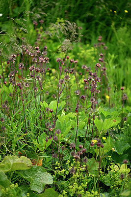 BUITEN BEELD Foto: 448587