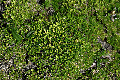 BUITEN BEELD Foto: 448589