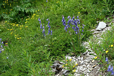 BUITEN BEELD Foto: 448590