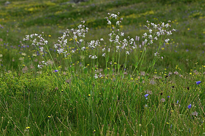 BUITEN BEELD Foto: 448592