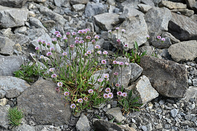 BUITEN BEELD Foto: 448597