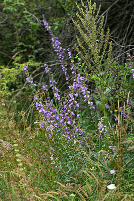 BUITEN BEELD Foto: 448604