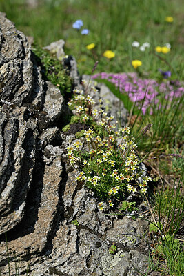 BUITEN BEELD Foto: 448612