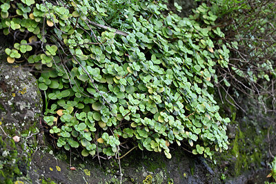BUITEN BEELD Foto: 448613
