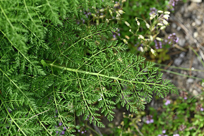 BUITEN BEELD Foto: 448614