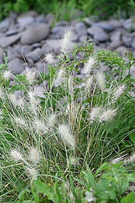 BUITEN BEELD Foto: 448620