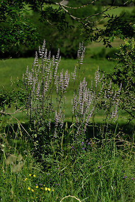 BUITEN BEELD Foto: 448626