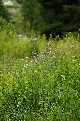 BUITEN BEELD Foto: 448629