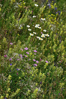 BUITEN BEELD Foto: 448633