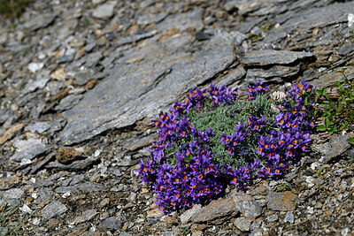 BUITEN BEELD Foto: 448636