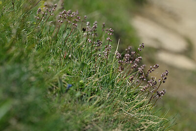 BUITEN BEELD Foto: 448637