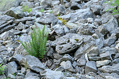 BUITEN BEELD Foto: 448640